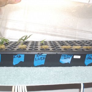 3_clones_and_4_seeds_top_off