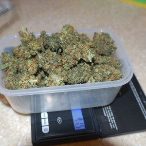 final weight of og kush 41.5 grams