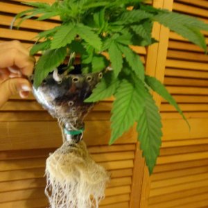 Stacked Kush Roots