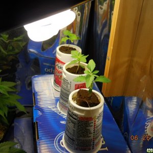 seedlings