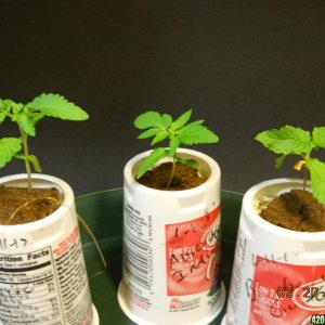 seedlings