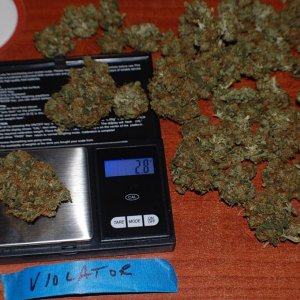 Dried Violator Kush Bud