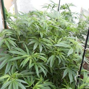 2012 GH LST grow