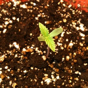 Seedling #1