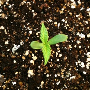 Seedling #2