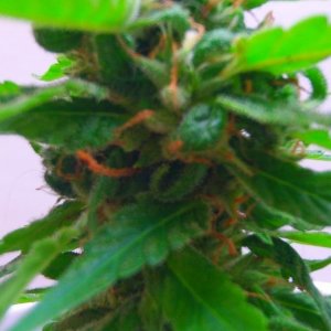 Blueberry Amsterdam seeds ( Buy Dutch)