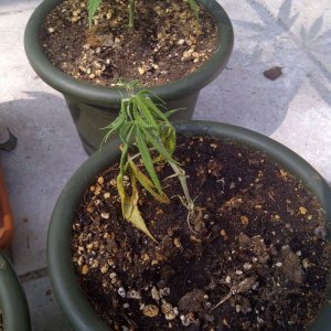 Skunk#11 clones 34 days from cuttings