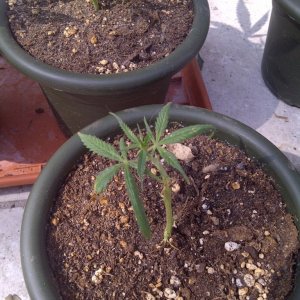 Skunk#11 clones 34 days from cuttings