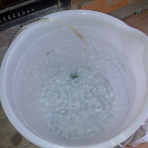 dechlorinating tap water