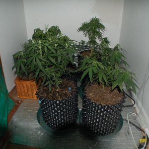 Grow journal 7-6-12