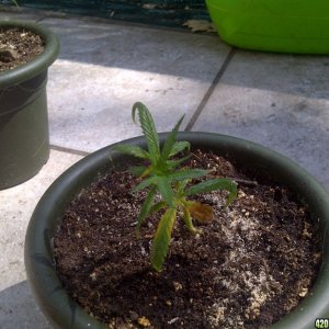 Skunk#11 clones 43 days from cuttings