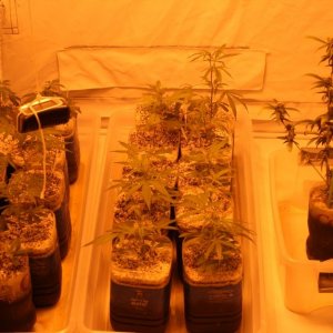 Cross1420 Grow Room