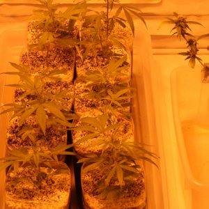 Cross1420 Grow Room