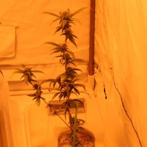 Cross1420 Grow Room