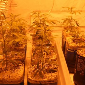 Cross1420 Grow Room