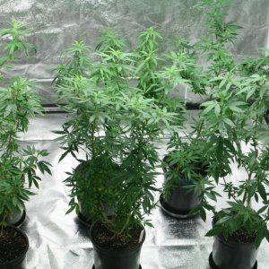 Cross1420 Grow Room