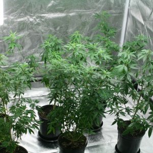 Cross1420 Grow Room