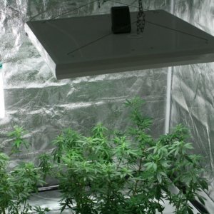 Cross1420 Grow Room