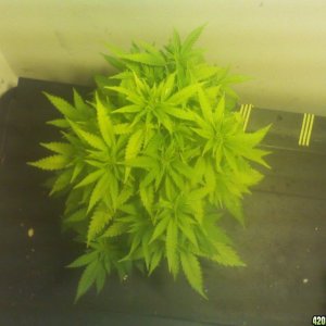 week 1 flower