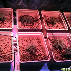 Plants at 22 days after sprouting.