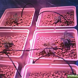 Plants at 22 days after sprouting.