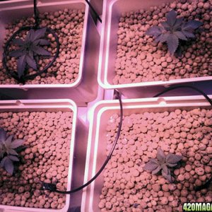 Plants at 22 days after sprouting.