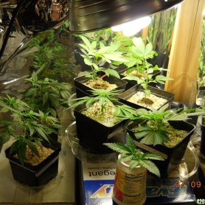 veg room