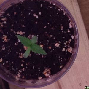 Royale Haze Grow