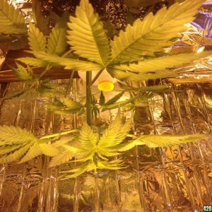 Royale Haze Grow