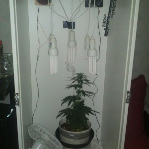 My setup 100-130w cfl