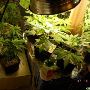 seedlings and clones