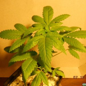 Aurora Indica