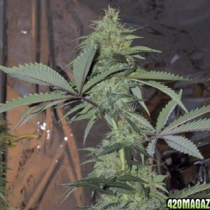 white widow x black domina