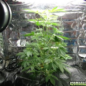 Day 36 of My hydro grow