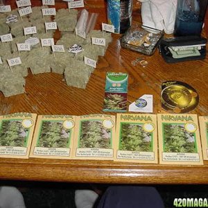 Seed Packs