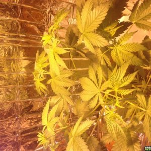 Royale Haze Grow