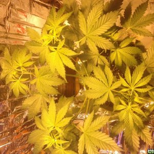 Royale Haze Grow