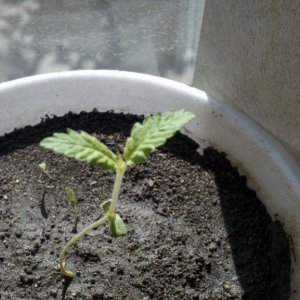 Burnt_Seedling_1-2