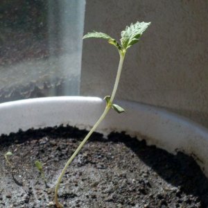 Burnt_Seedling_1