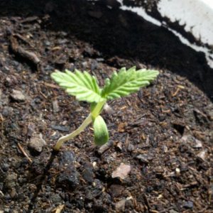 Sativa_Seedling1-2