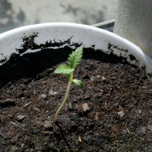 Sativa_Seedling_1