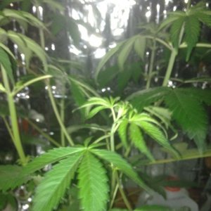 Royale Haze Grow