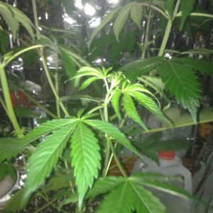 Royale Haze Grow