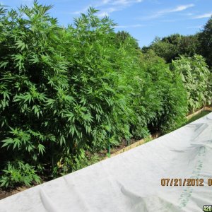 Durban Poison 2012-07-22