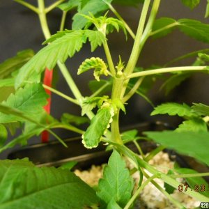 Blueberry Gum seedling popped 6-8