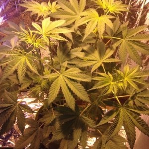 Royale Haze Grow