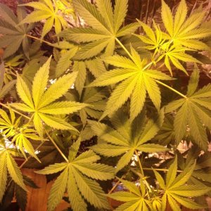 Royale Haze Grow