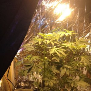 Royale Haze Grow