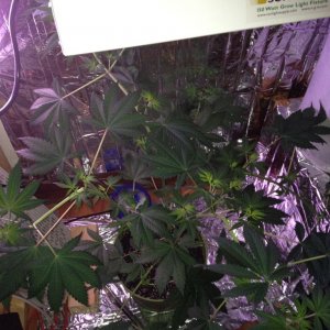 Royale Haze Grow