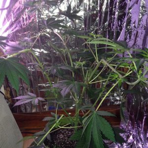 Royale Haze Grow